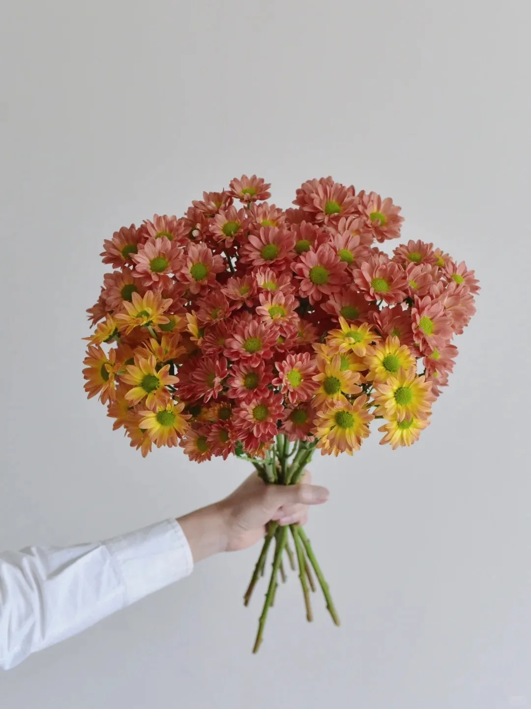 多头菊 · 小菊· 西瓜红三文鱼